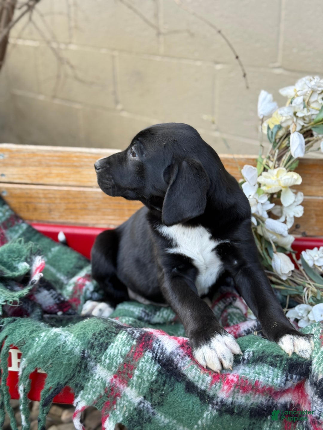 Mixed Breed dogs for sale: Ruffles - Ad 5