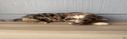Aussiedoodle dogs for sale: Hoss - Ad 6
