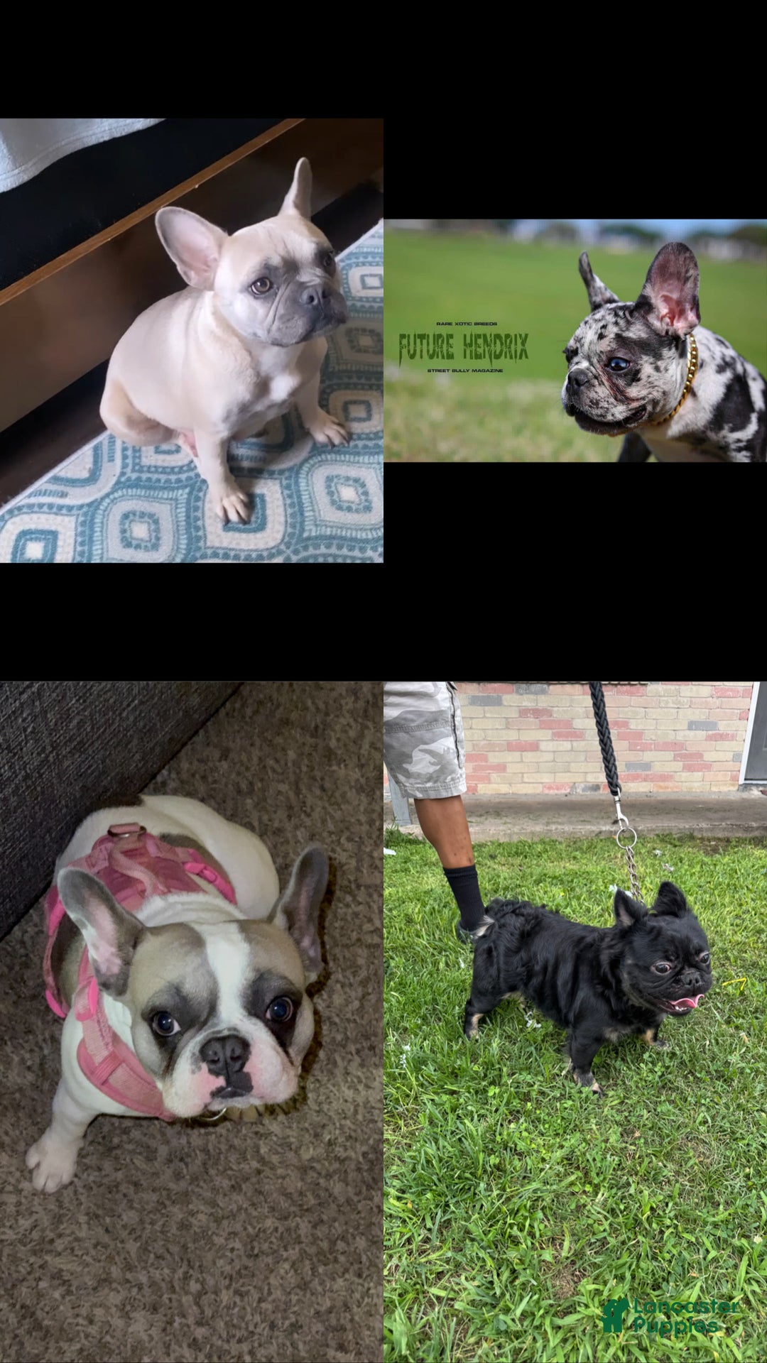 French Bulldog dogs for sale: French Bulldog Puppy 1 - Ad 5