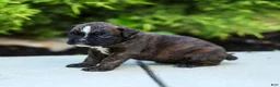Boxer dogs for sale: Lucy Boxer Puppy  - Ad 13