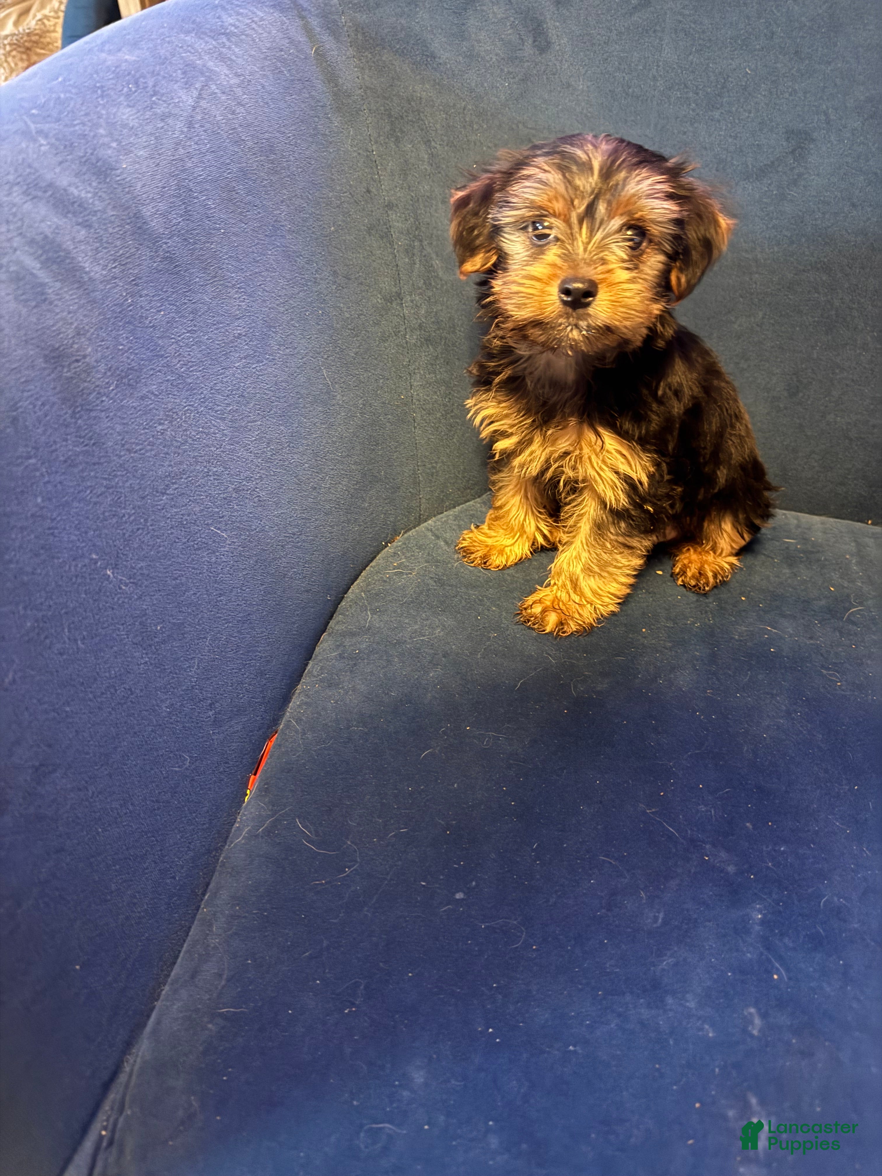Yorkshire Terrier dogs Tiny Goliath  - Ad 1