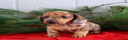 Miniature Dachshund dogs for sale: Scott - Ad 2