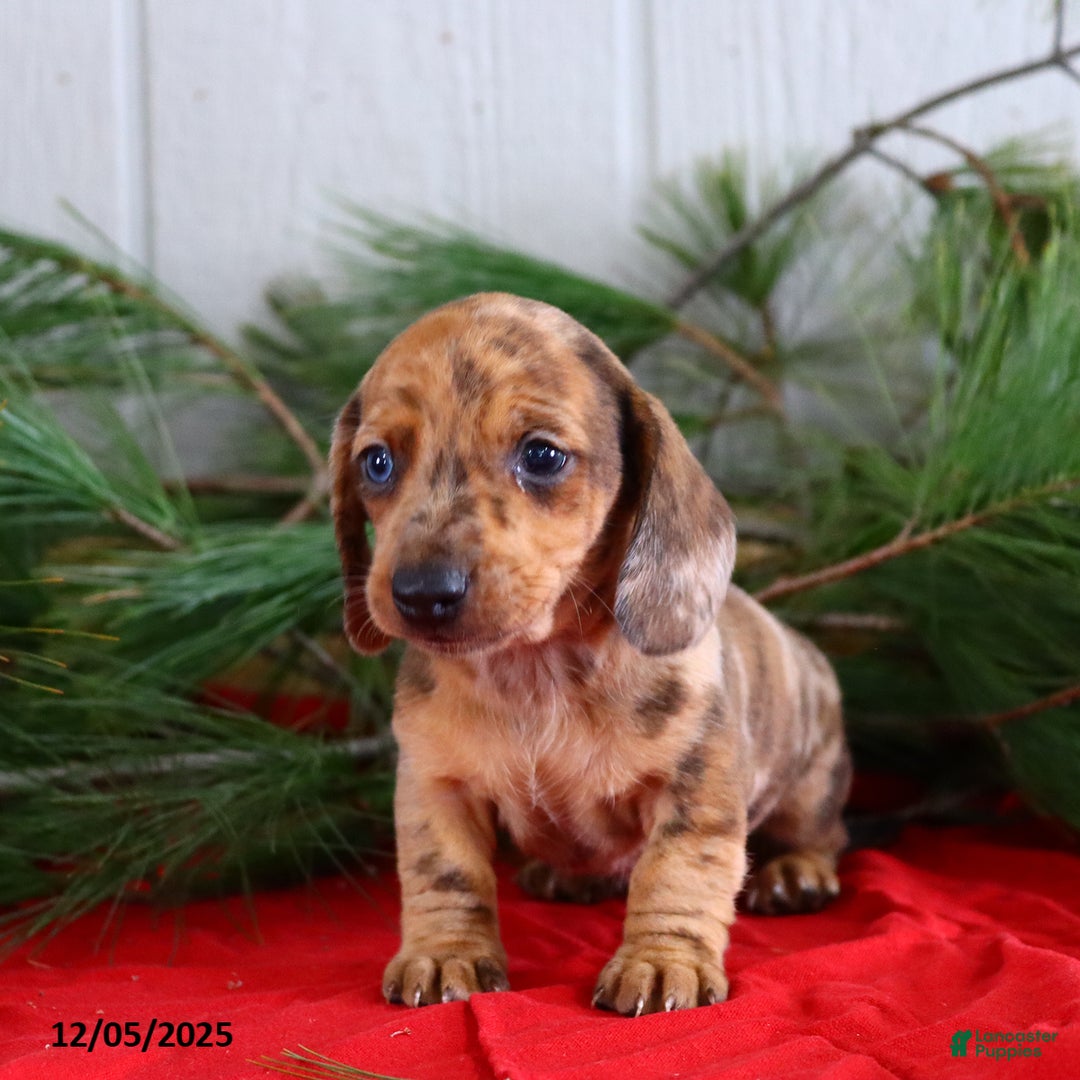 Miniature Dachshund dogs for sale: Scott - Ad 2