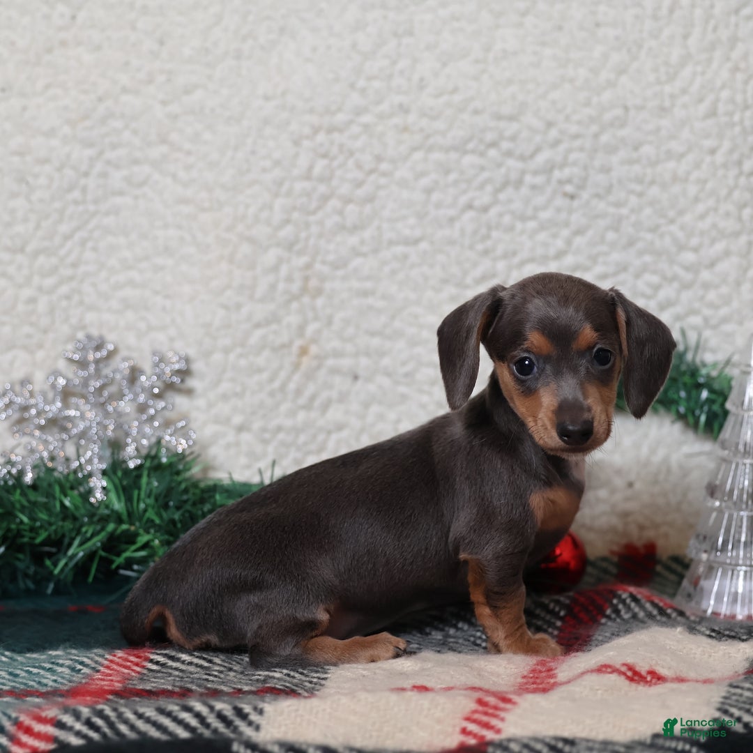 Dachshund dogs for sale: Lucy  - Ad 2