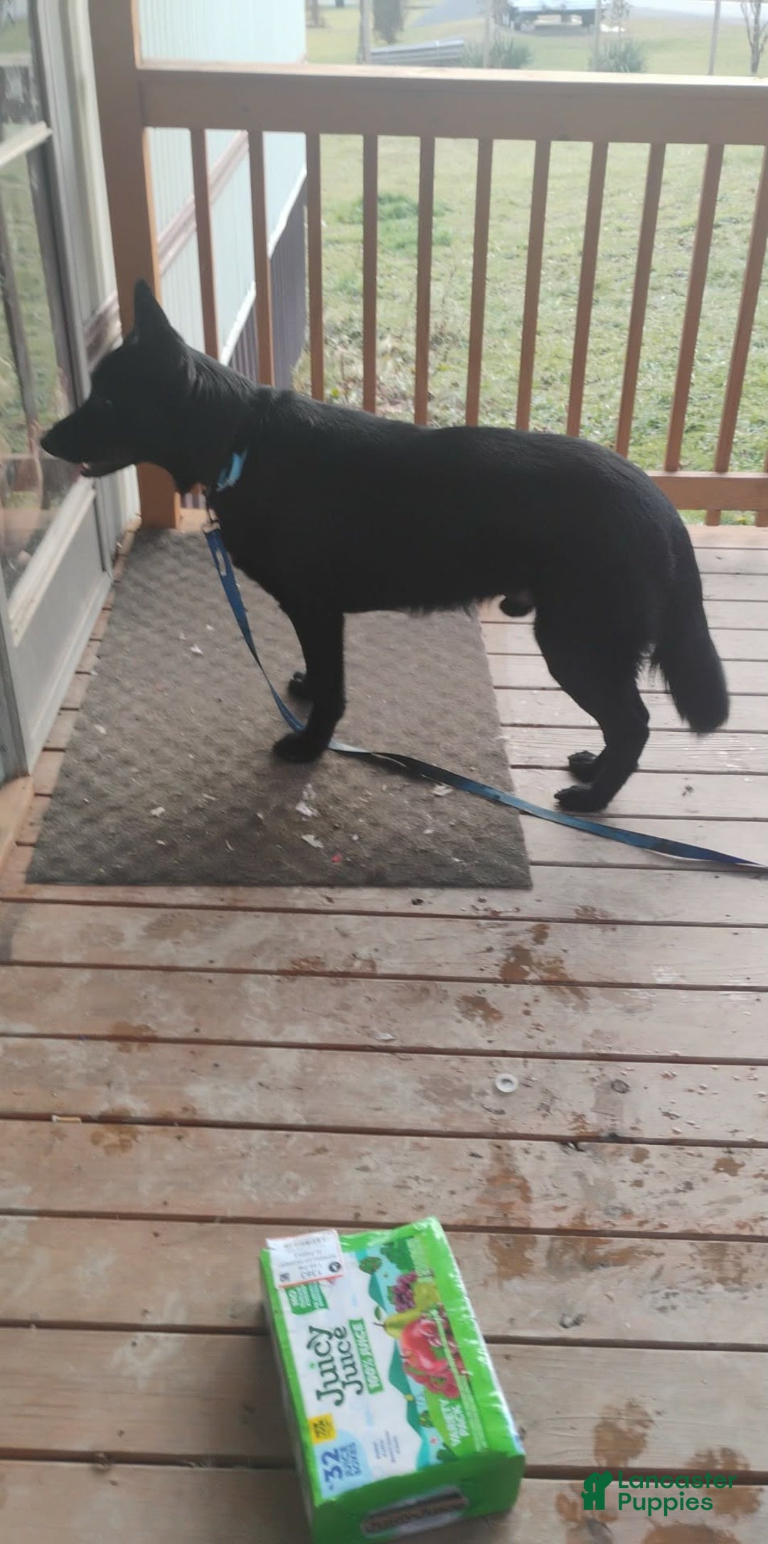 German Shepherd dogs for sale: German Shepherd Puppy 1 - Ad 1