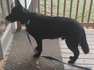 German Shepherd dogs German Shepherd Puppy 1 - Ad 10