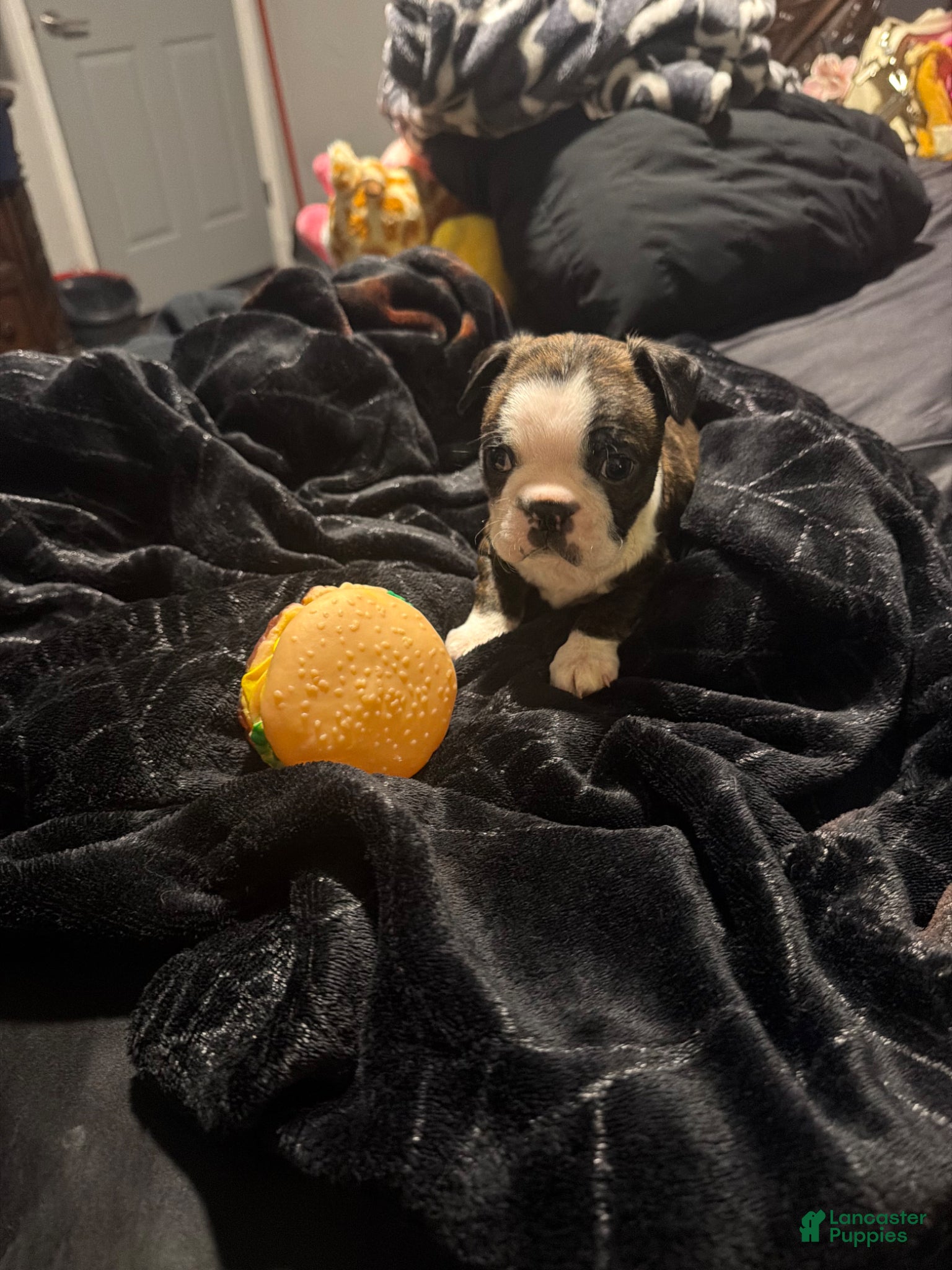 Boston Terrier dogs Logan - Ad 1