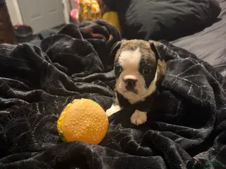 Boston Terrier dogs for sale: Logan - Ad 1