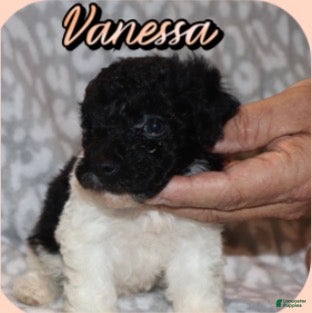 Toy Poodle dogs Vanessa - Ad 19