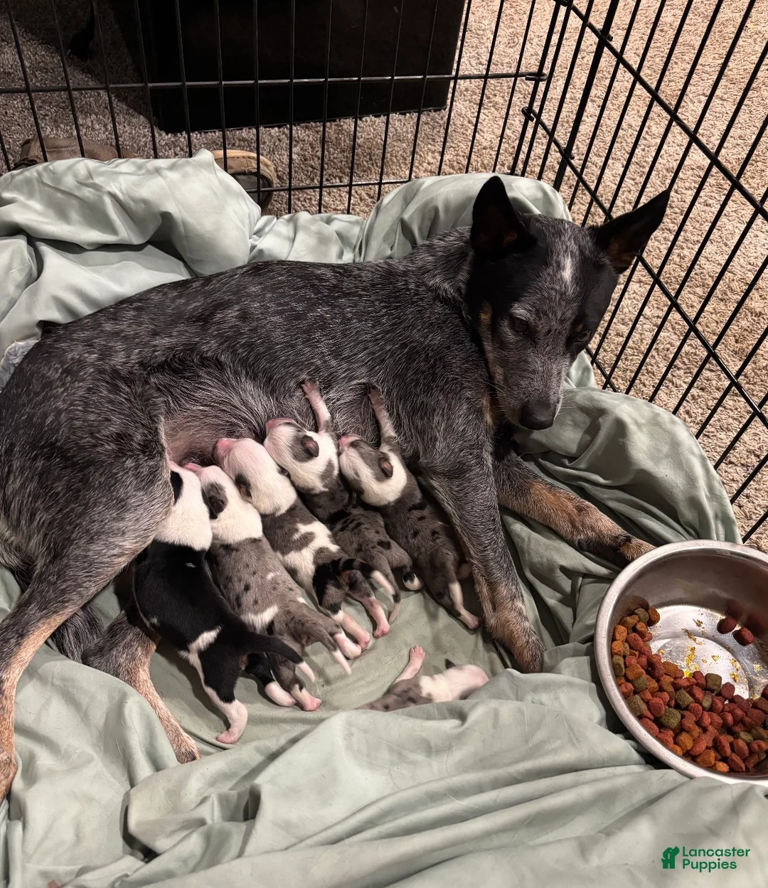 Mixed Breed dogs for sale: Mixed Breed Puppy 4 - Ad 2