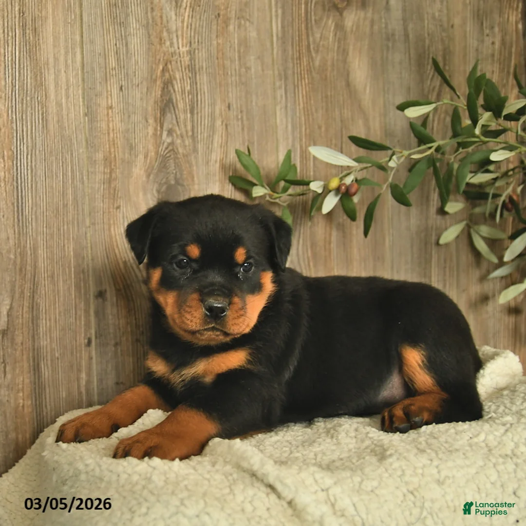 Rottweiler dogs for sale: Ladybug - Ad 2