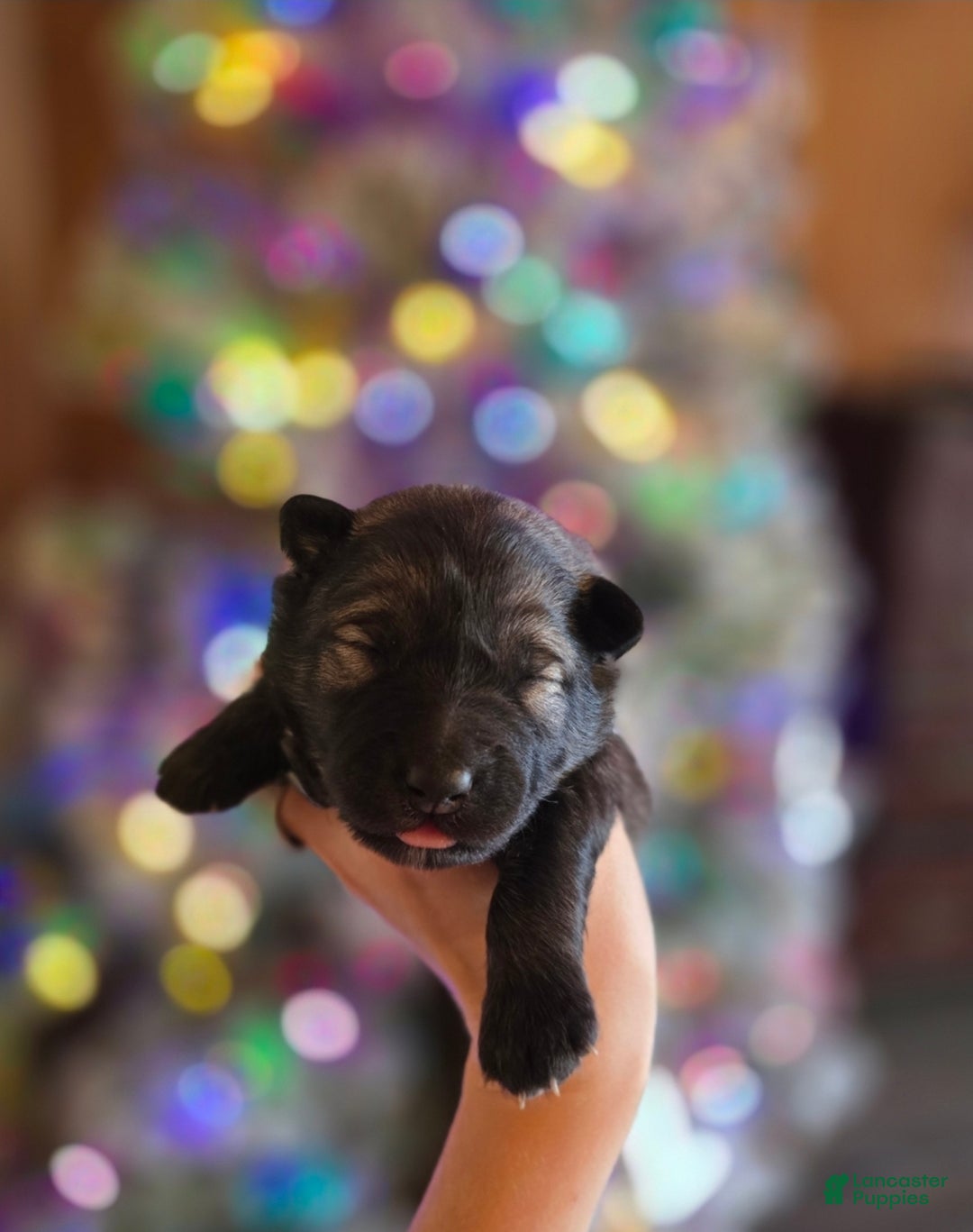 Mixed Breed dogs for sale: Star - Ad 1