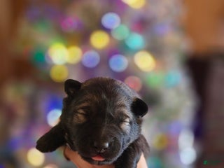 Mixed Breed dogs Star - Ad 4