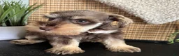 Miniature Schnauzer dogs for sale: Chai - Ad 2