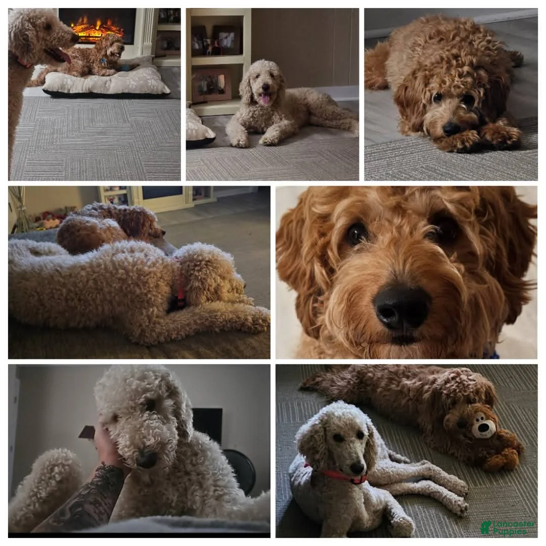 Mixed Breed dogs for sale: Oliver - Ad 2