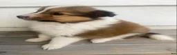 Shetland Sheepdog dogs for sale: Leif  - Ad 21