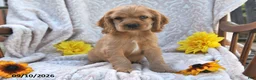 English Cocker Spaniel dogs for sale: Randy Lavern - Ad 4