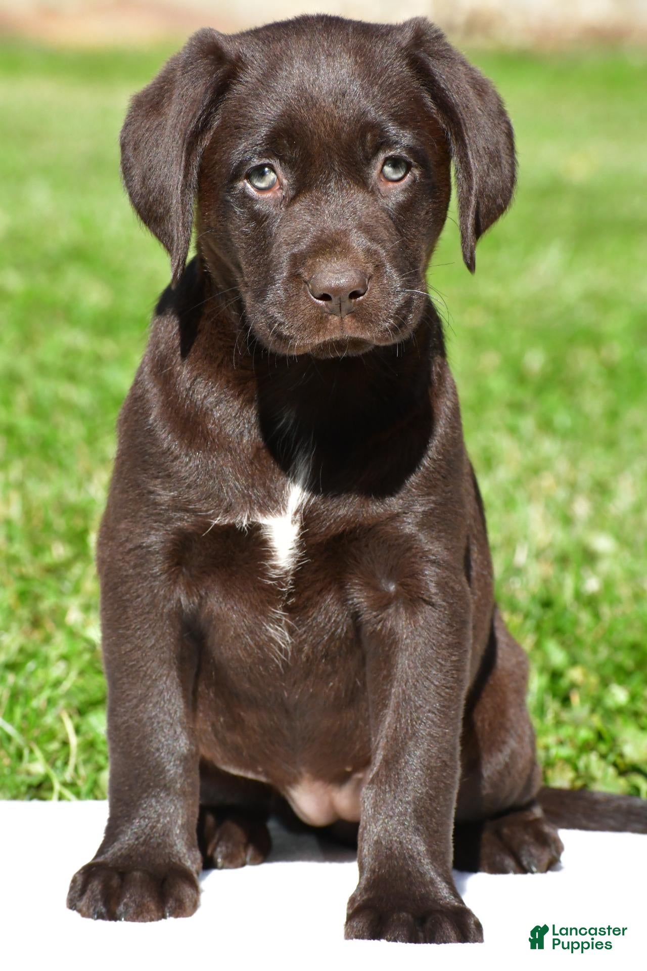 Java (Labrador, Female) in Millersburg, OH