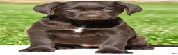 Labrador Retriever dogs for sale: Java - Ad 1