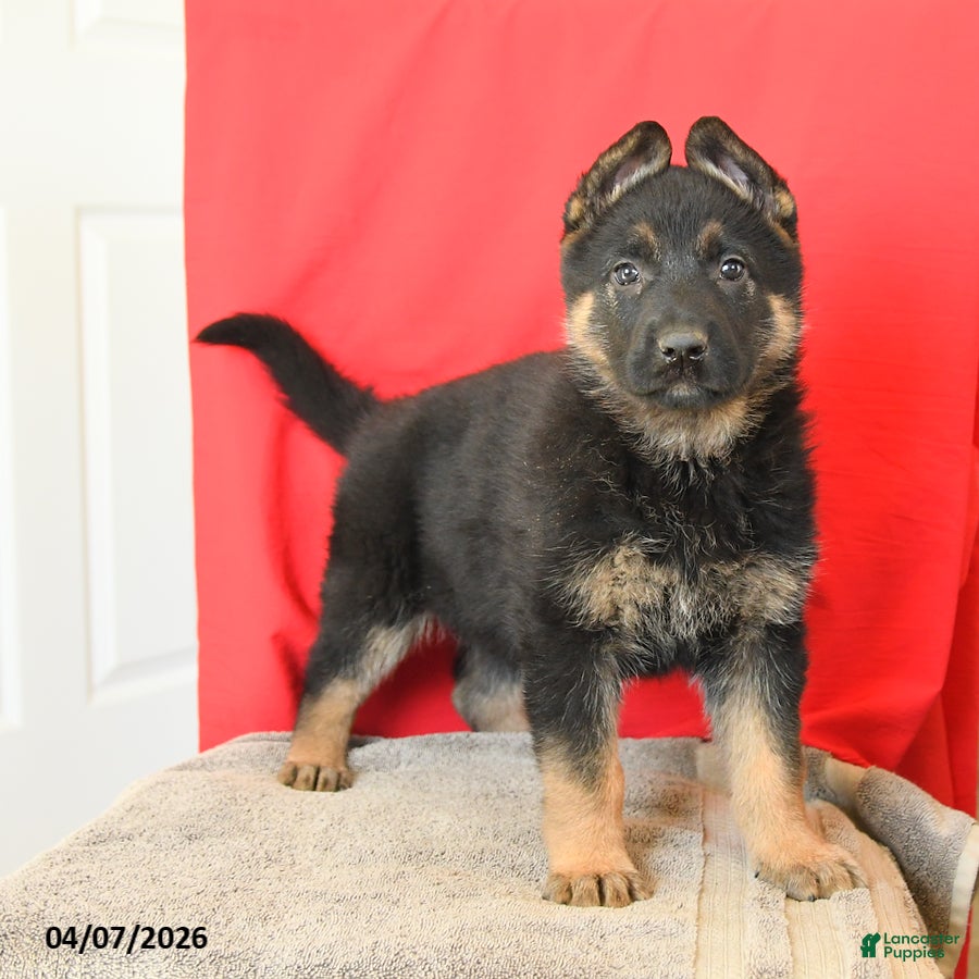 German Shepherd dogs Macy - Ad 2