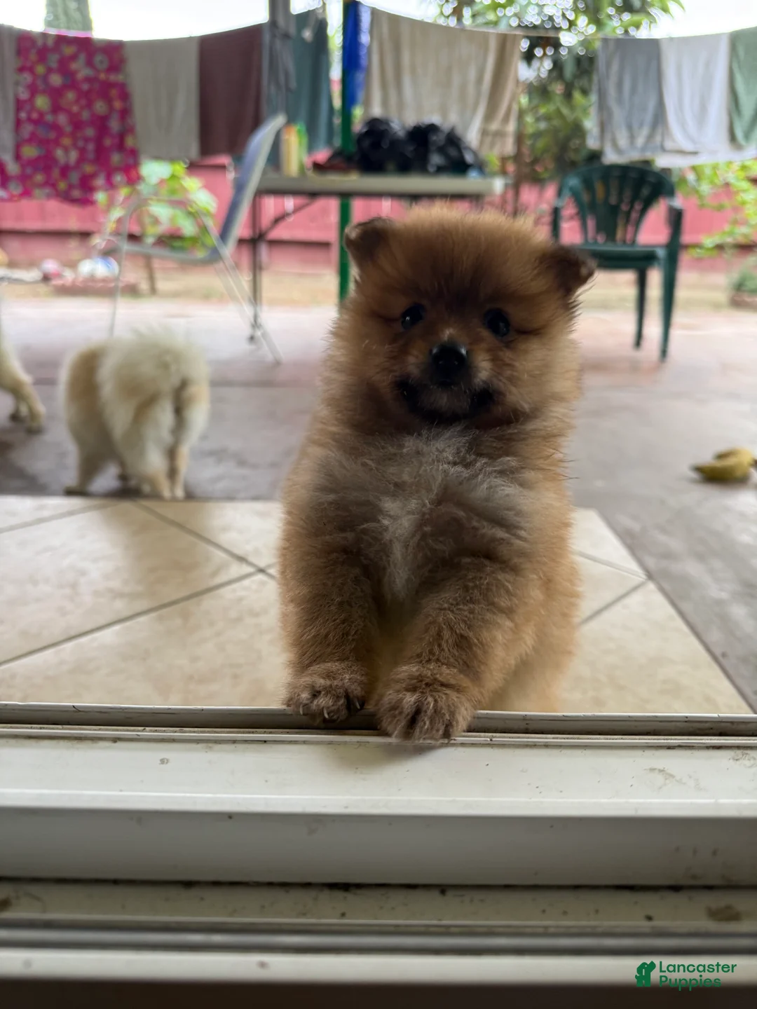 Pomeranian dogs for sale: Coco - Ad 2