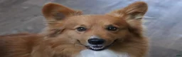 Welsh Corgi Pembroke dogs for sale: Tempest - Ad 8