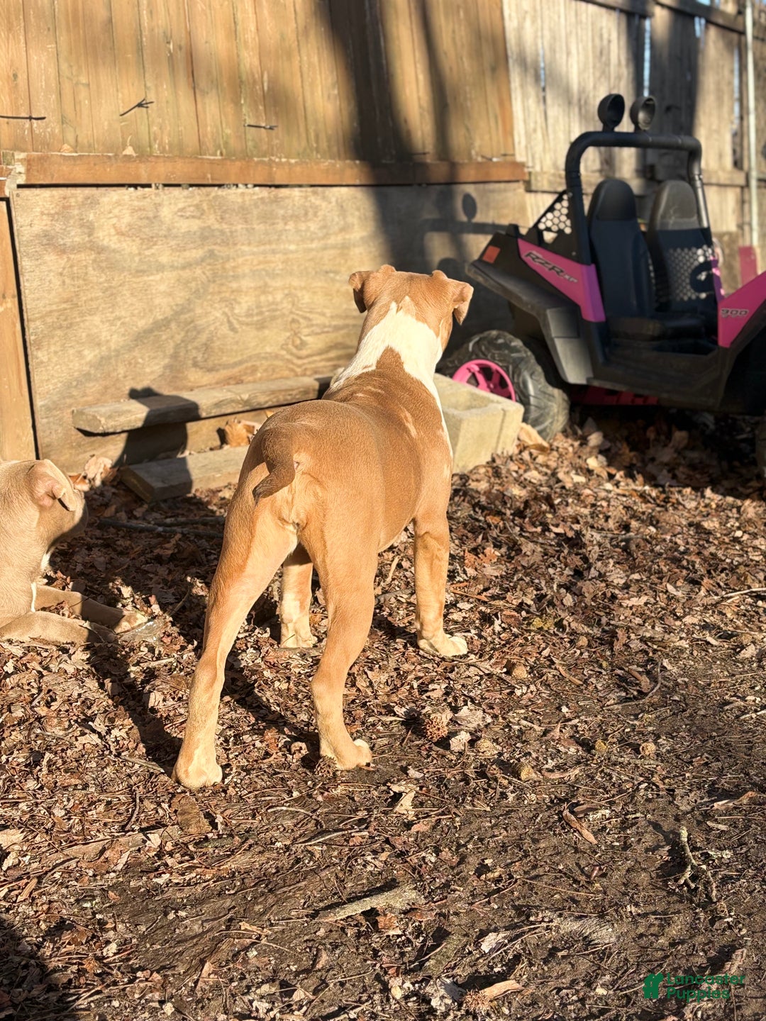 American Bully dogs for sale: Xena - Ad 6