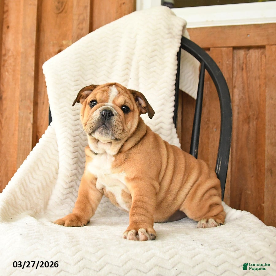 English Bulldog dogs Mindy - Ad 2