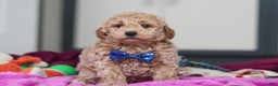 Mini Goldendoodle dogs for sale: Howie - Ad 11