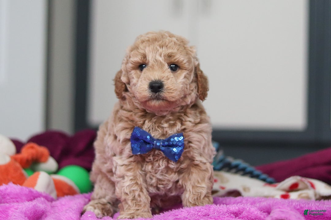 Mini Goldendoodle dogs for sale: Howie - Ad 11