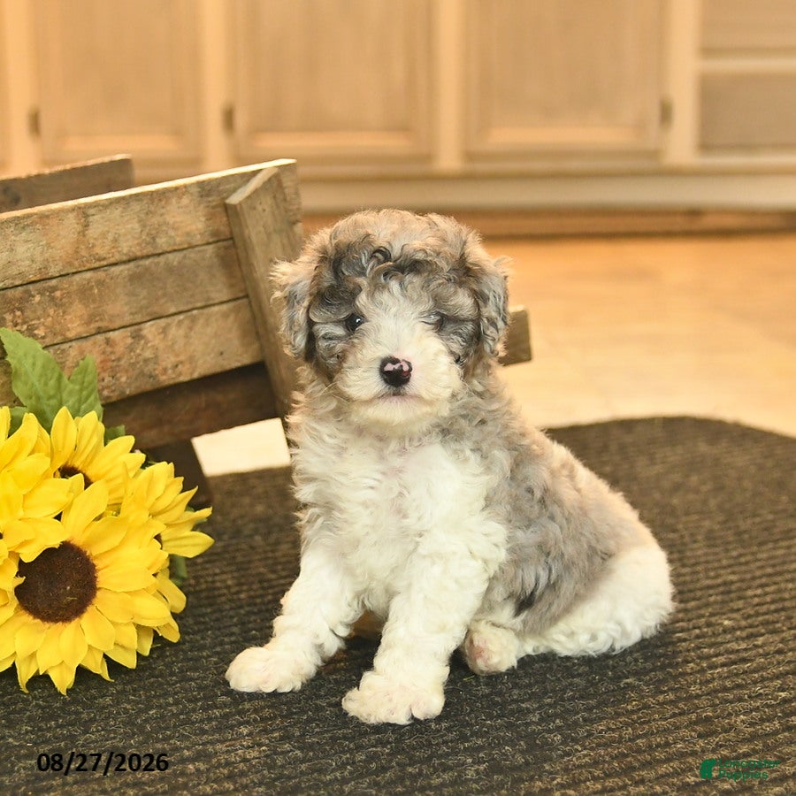 Toy Poodle dogs Scout  - Ad 2