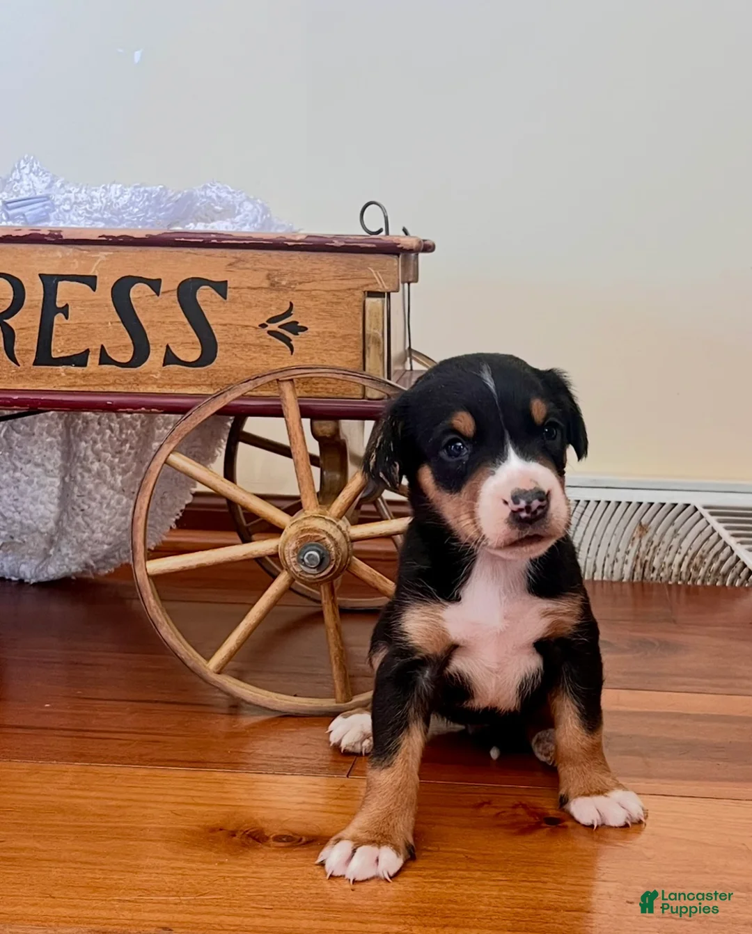 Greater Swiss Mountain Dog dogs for sale: Violet🐾❤️AKC Hip CERT ❤️🐾Call 717-859-8731 - Ad 2