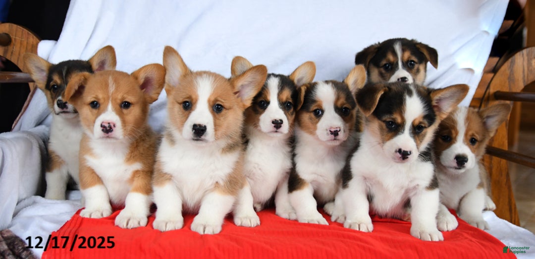 Welsh Corgi Pembroke dogs for sale: Randy - Ad 4
