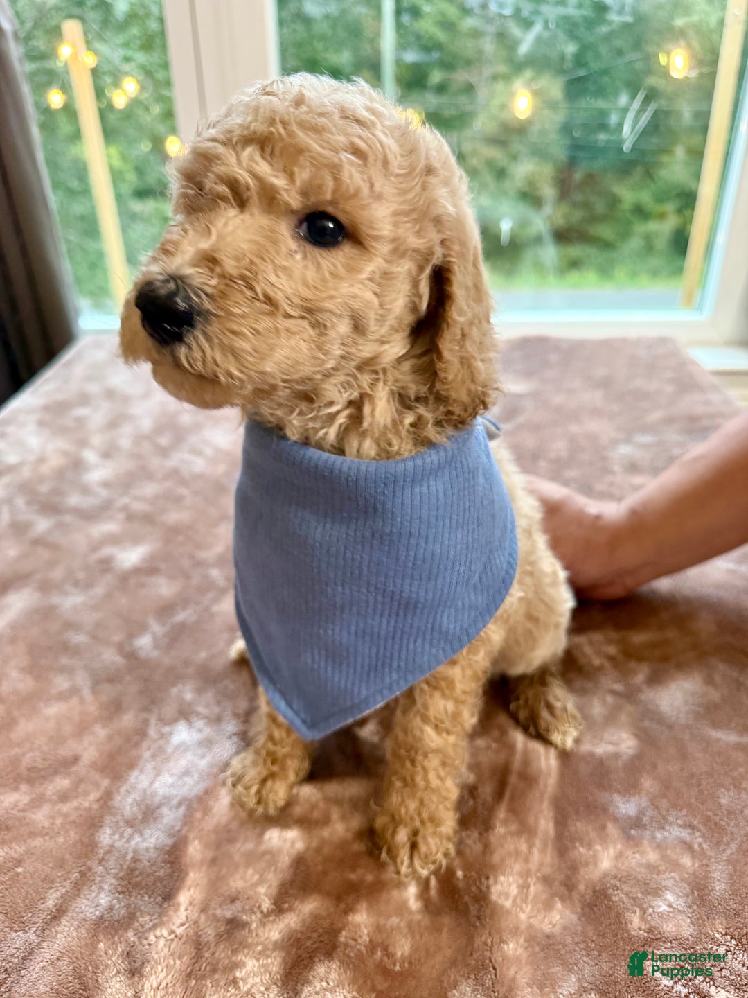 Standard Poodle dogs for sale: Standard Poodle Puppy 1 - Ad 3