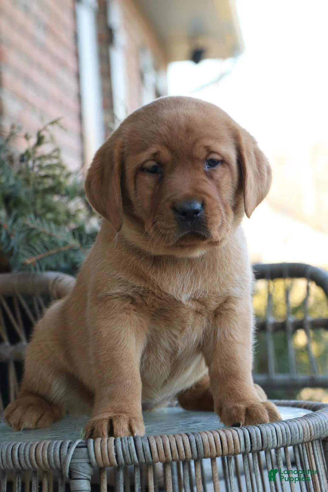 Labrador Retriever dogs for sale: Labrador Retriever Puppy 5 - Ad 2