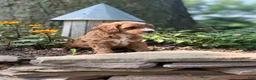 Cavapoo dogs for sale: Conner - Ad 18