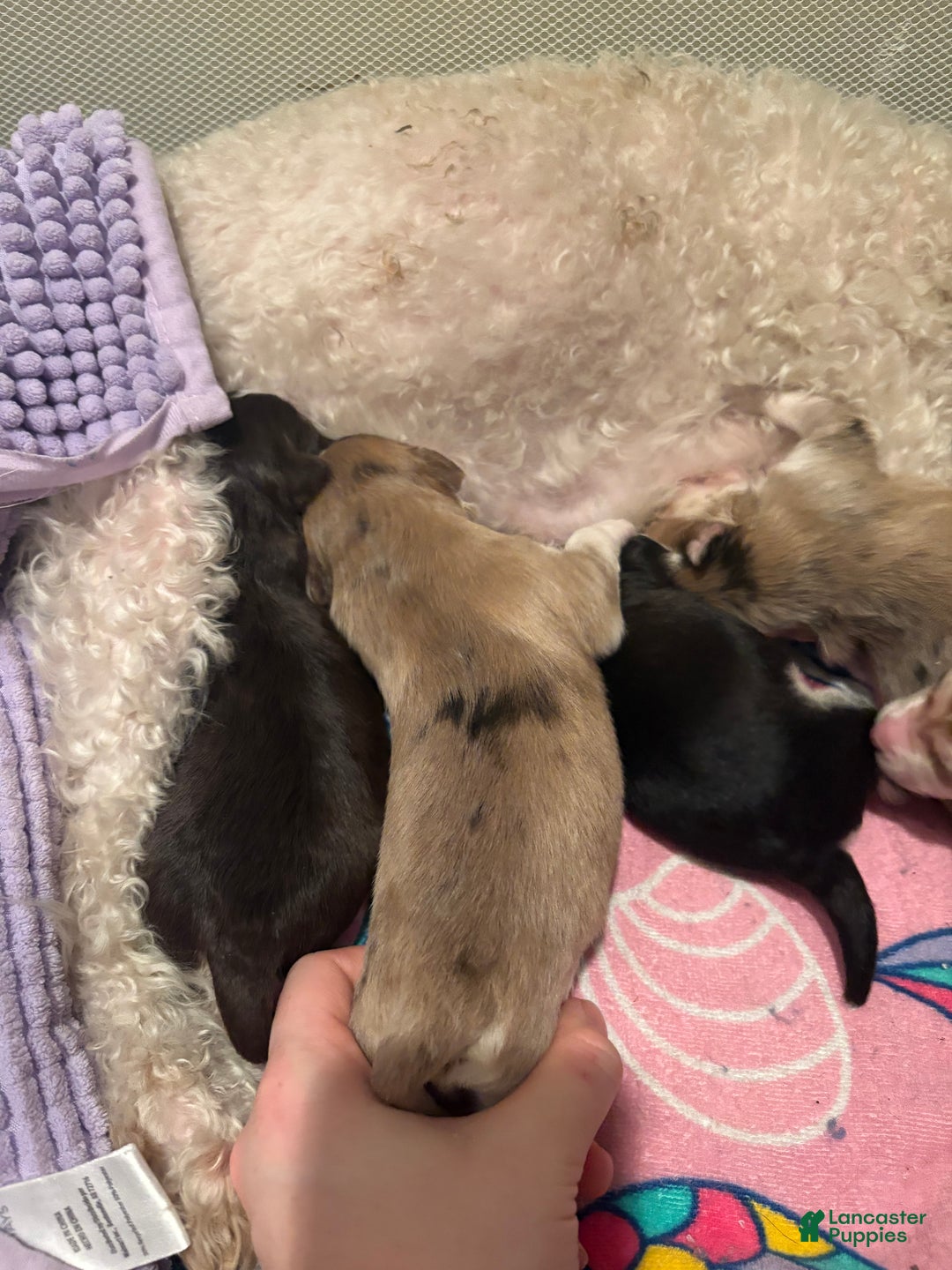 Mixed Breed dogs for sale: Ange - Ad 1