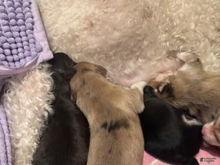 Mixed Breed dogs Ange - Ad 1