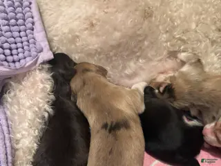 Mixed Breed dogs Ange - Ad 9