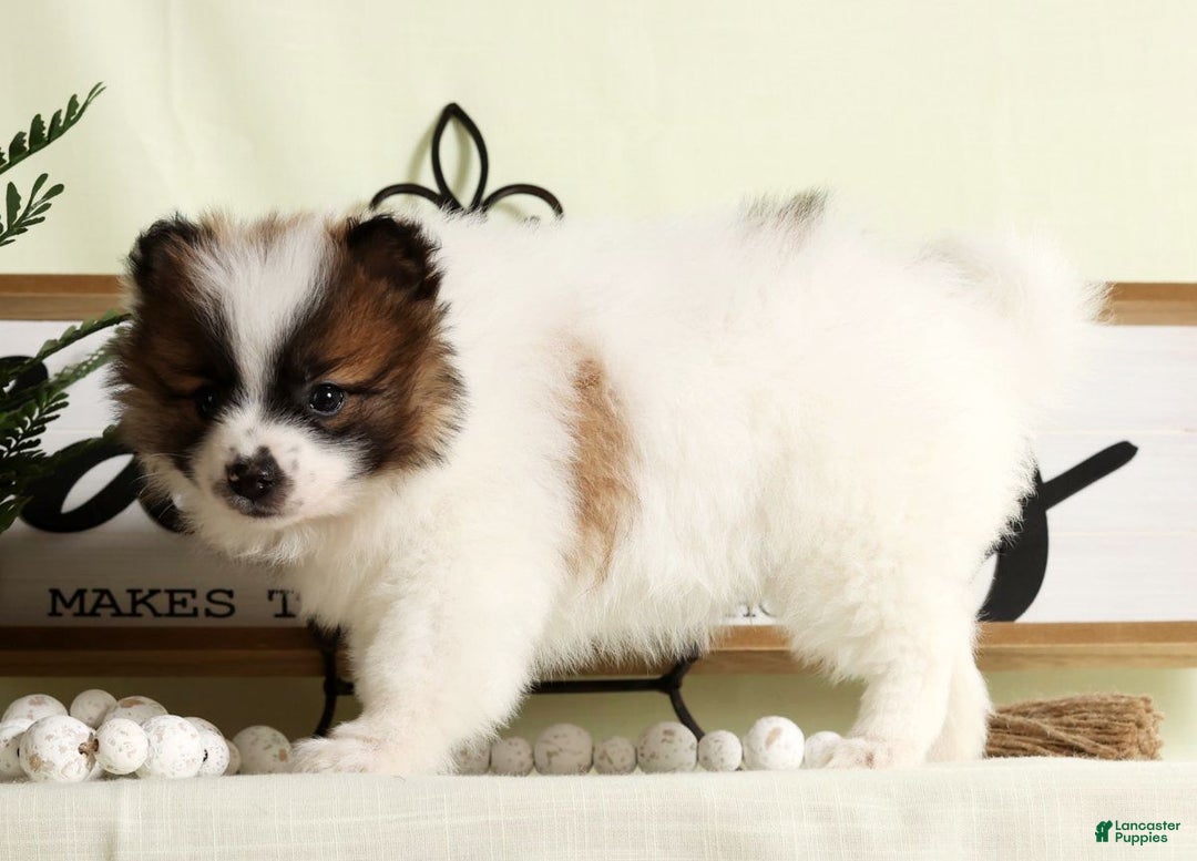 Pomeranian dogs for sale: Puddles - Ad 7