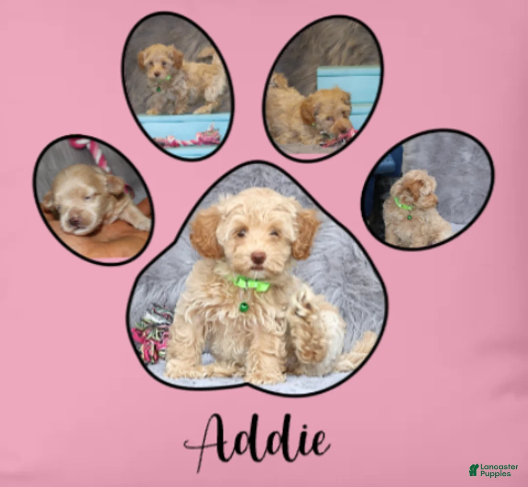 Havapoo dogs for sale: Addie 👨‍👨‍👦‍👦💞🐕Miniature - Ad 31