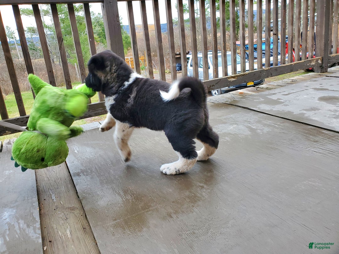 Akita dogs for sale: Thor - Ad 4