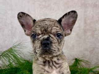 Mixed Breed dogs Miss Millie - Ad 41