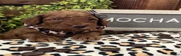 Miniature Poodle dogs for sale: Mocha - Ad 7