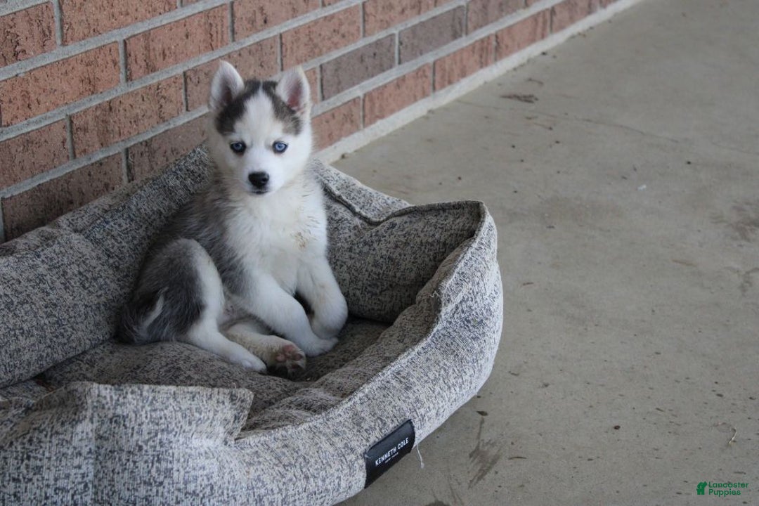 Pomsky dogs for sale: Sparkle - Ad 5