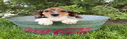 Dachshund dogs for sale: Wallen - Ad 4