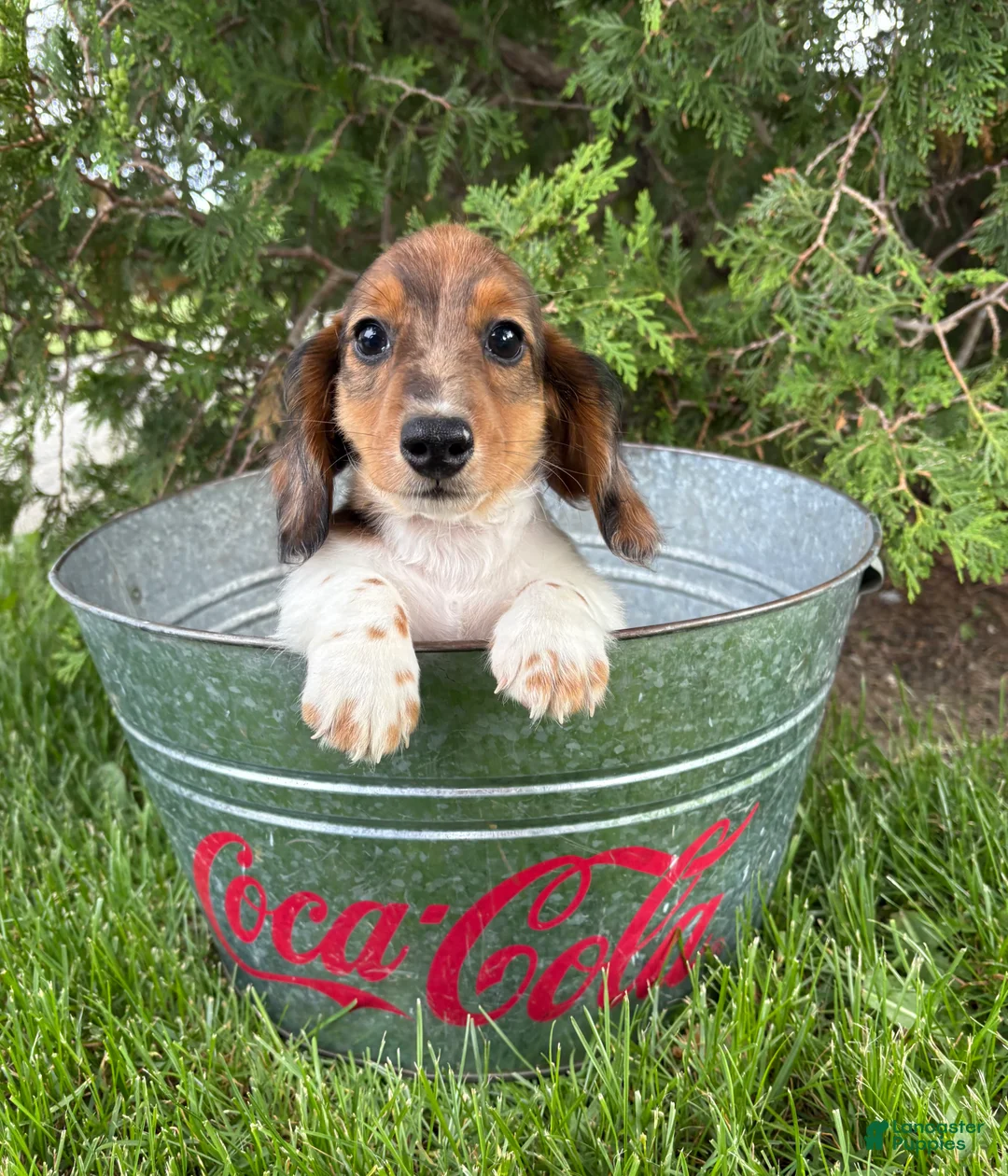 Dachshund dogs for sale: Wallen - Ad 4