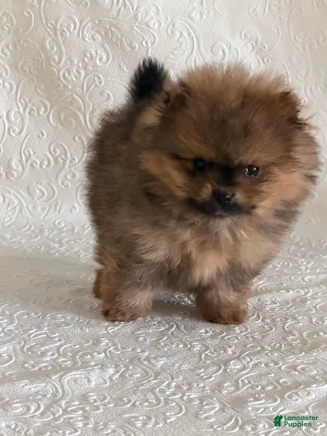 Pomeranian dogs Dazzle - Ad 35