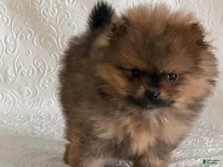 Pomeranian dogs Dazzle - Ad 35