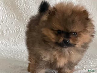 Pomeranian dogs Dazzle - Ad 38